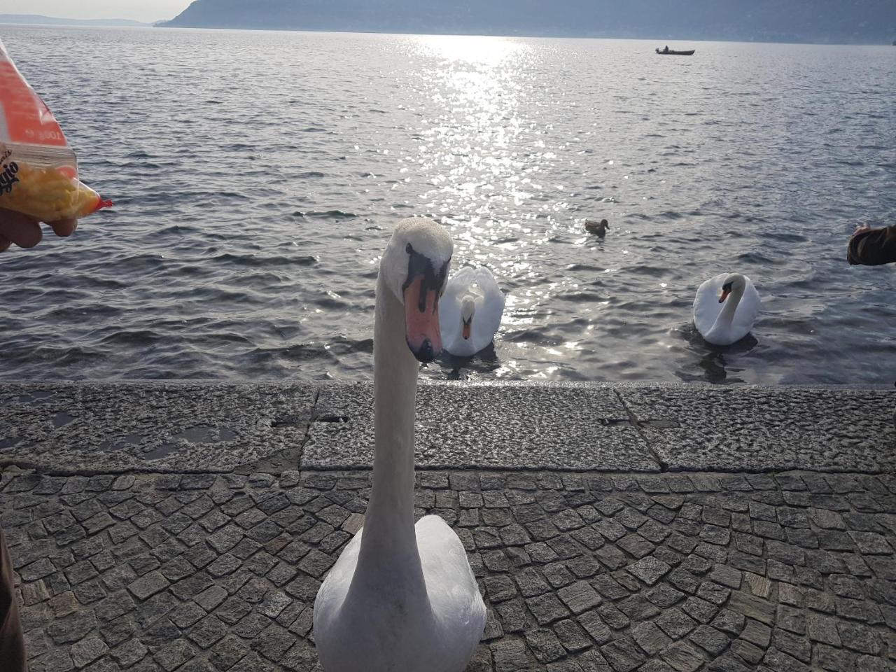 B&B Stella Maggiore Verbania Luaran gambar